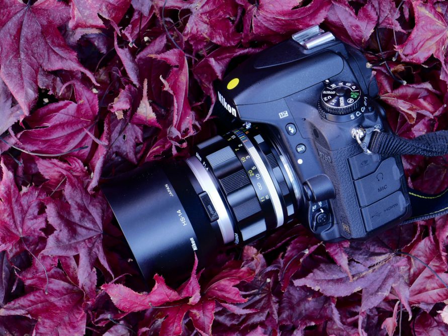 ノクトン 58mm F1.4 SL II s【撮影を楽しむレンズ】｜自然環境報告ブログ