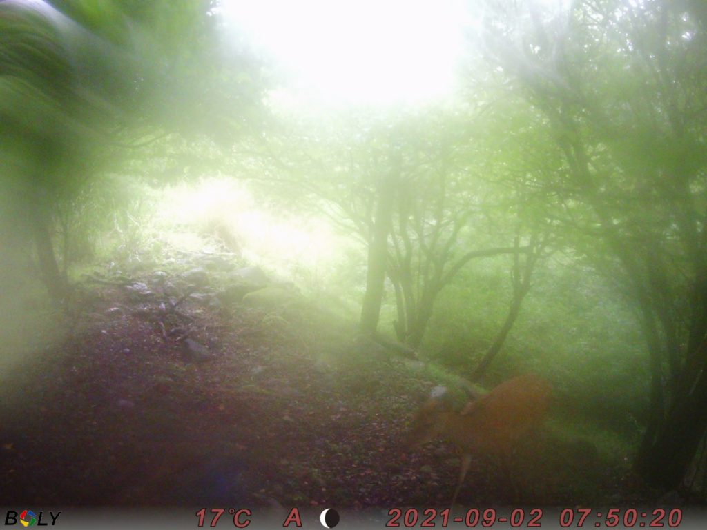 トレイルカメラで撮影した野生動物