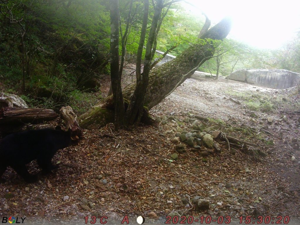 トレイルカメラで撮影した野生動物